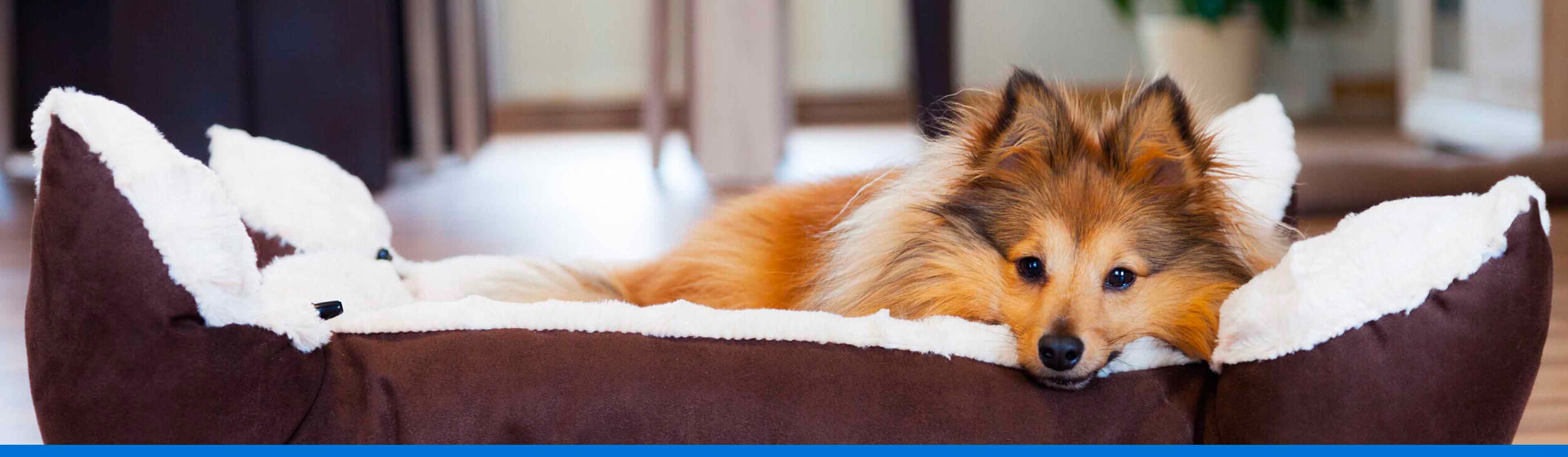 Casas para perros descubre la ideal para tu mascota