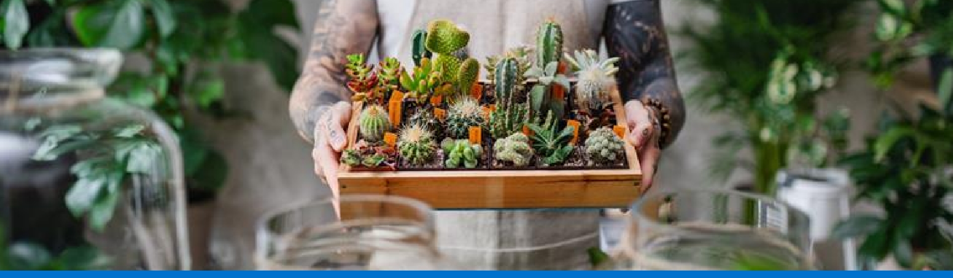 Cactus: Tipos y características