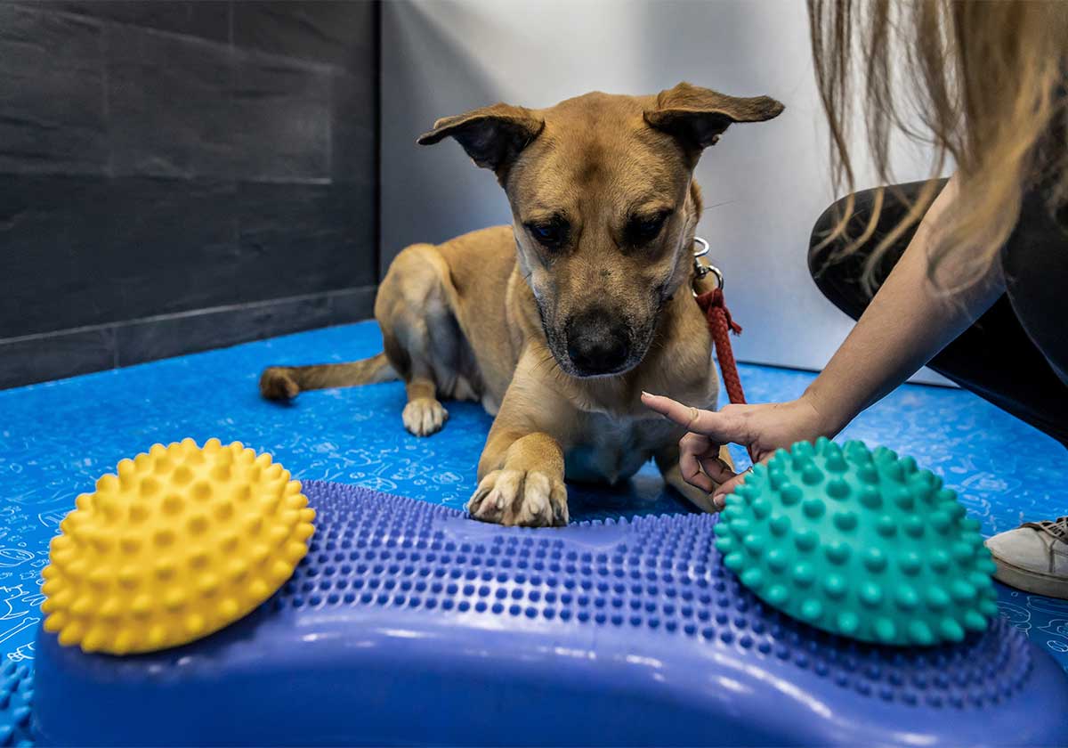 6 juegos caseros para perros: mantén a tu peludito feliz y activo