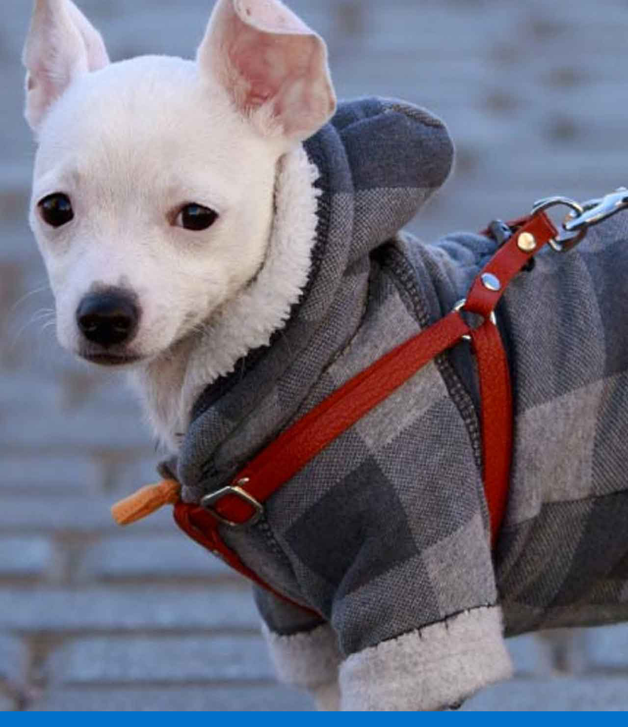 Aprende cómo hacer ropa para perro salir de casa! | Homecenter