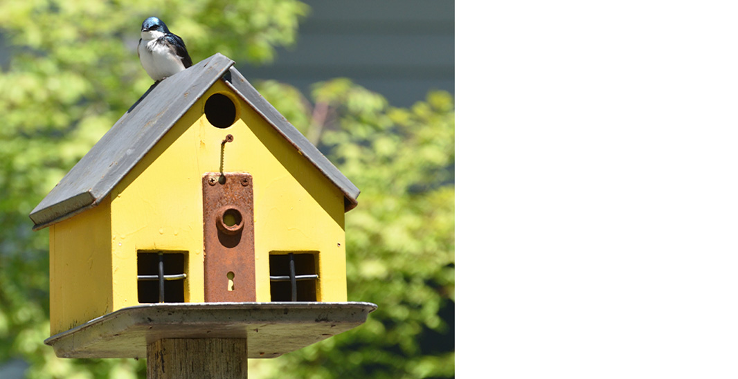 Una casa para pájaros, el complemento ideal para tu jardín