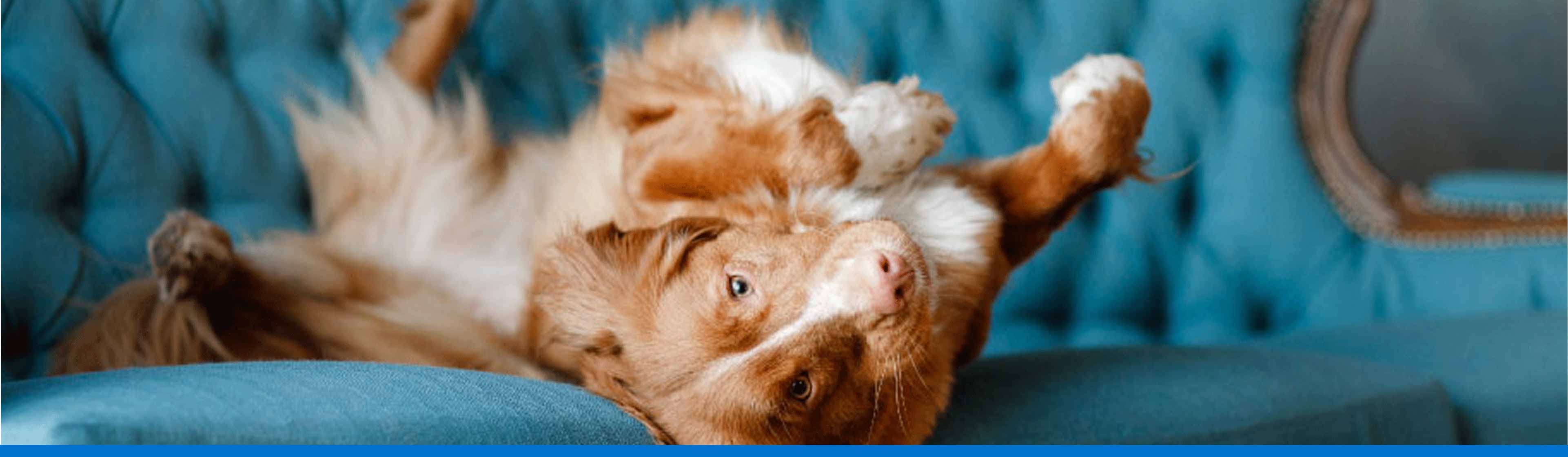 5 claves sobre cómo quitar el olor a perro de la casa