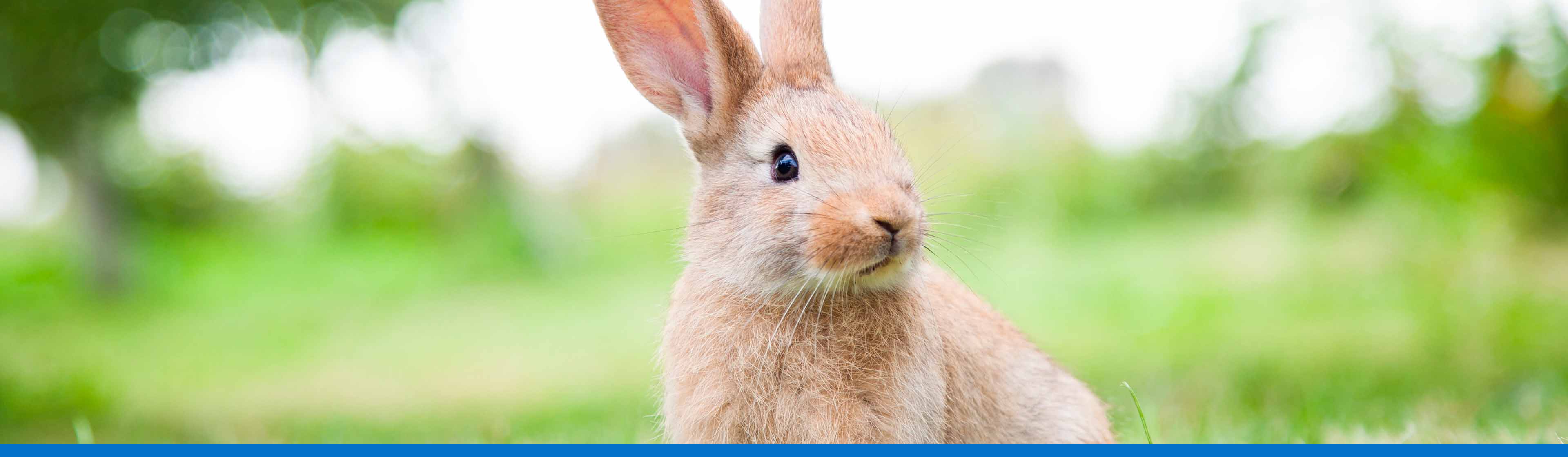 8 datos que debes saber si piensas adoptar un conejo