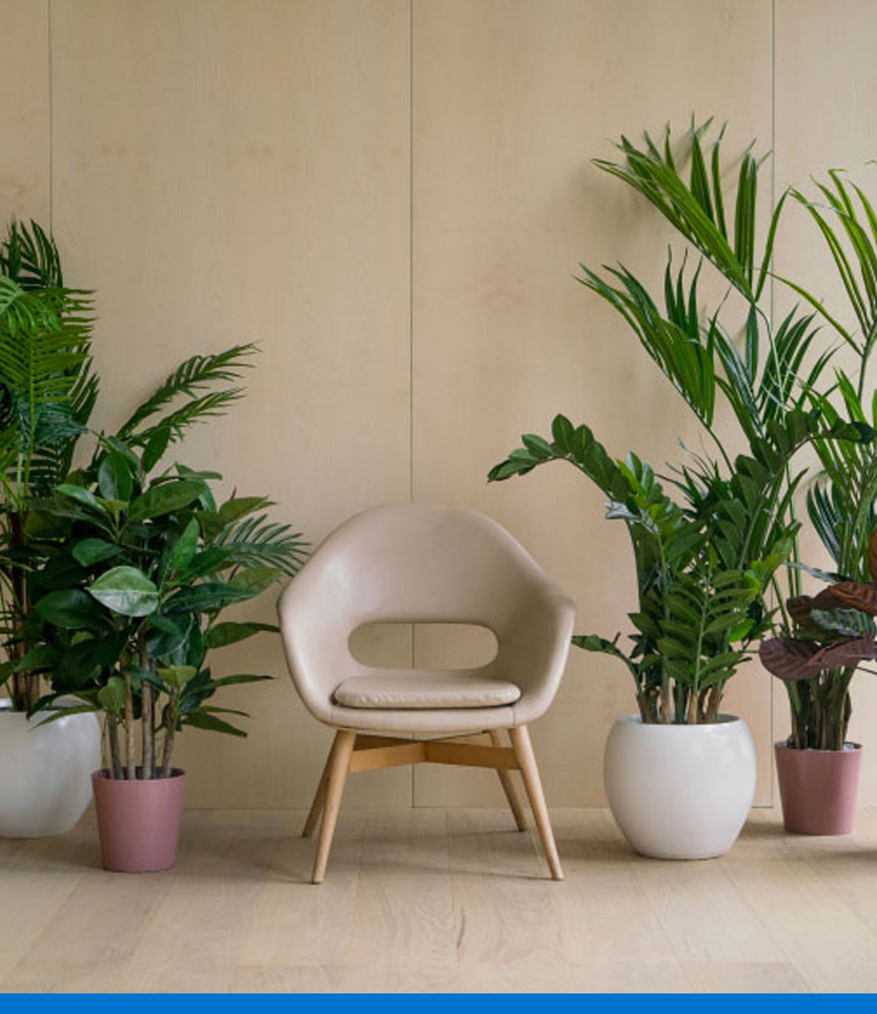 Plantas decorativas: beneficios de tenerlas en su casa