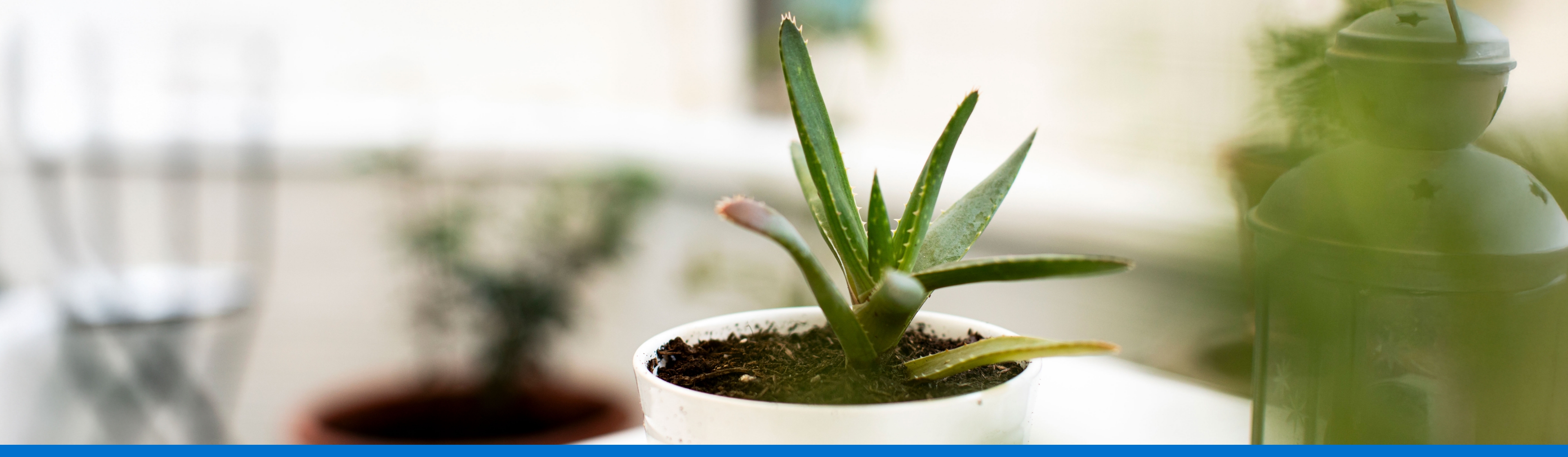 Como cuidar una planta de aloe