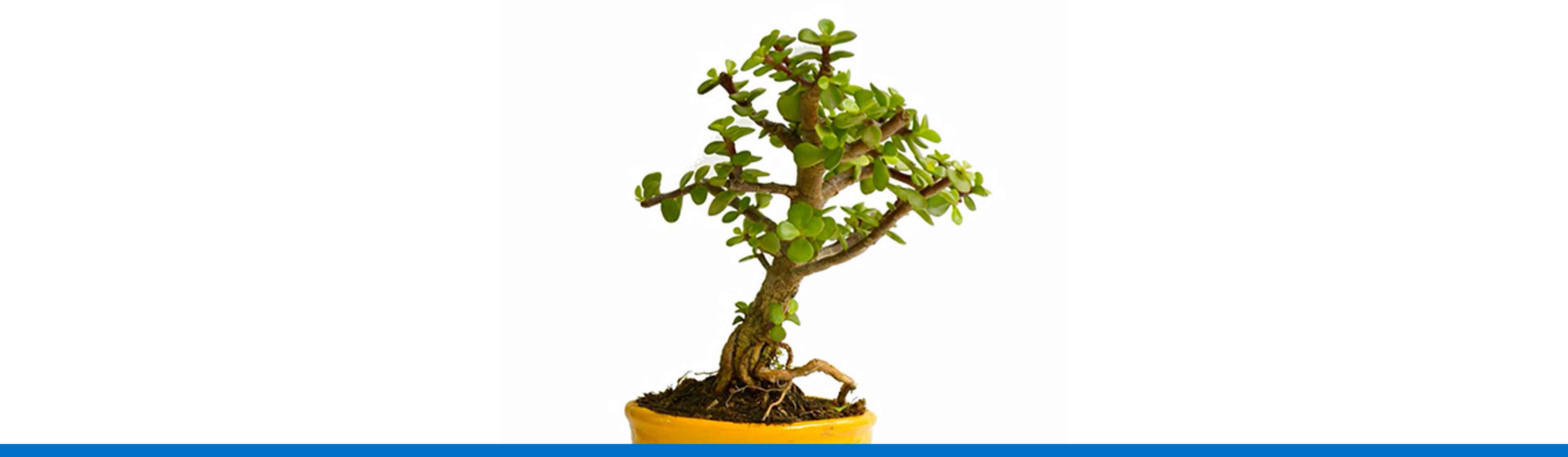 ¿Cómo hacer y cuidar un bonsai?