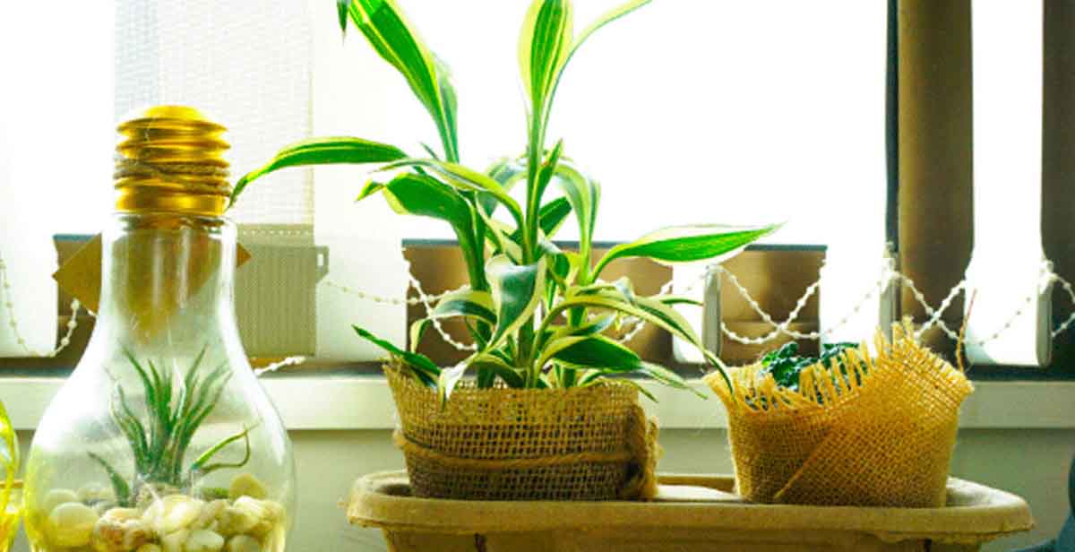 Cómo decorar una oficina con plantas | Homecenter