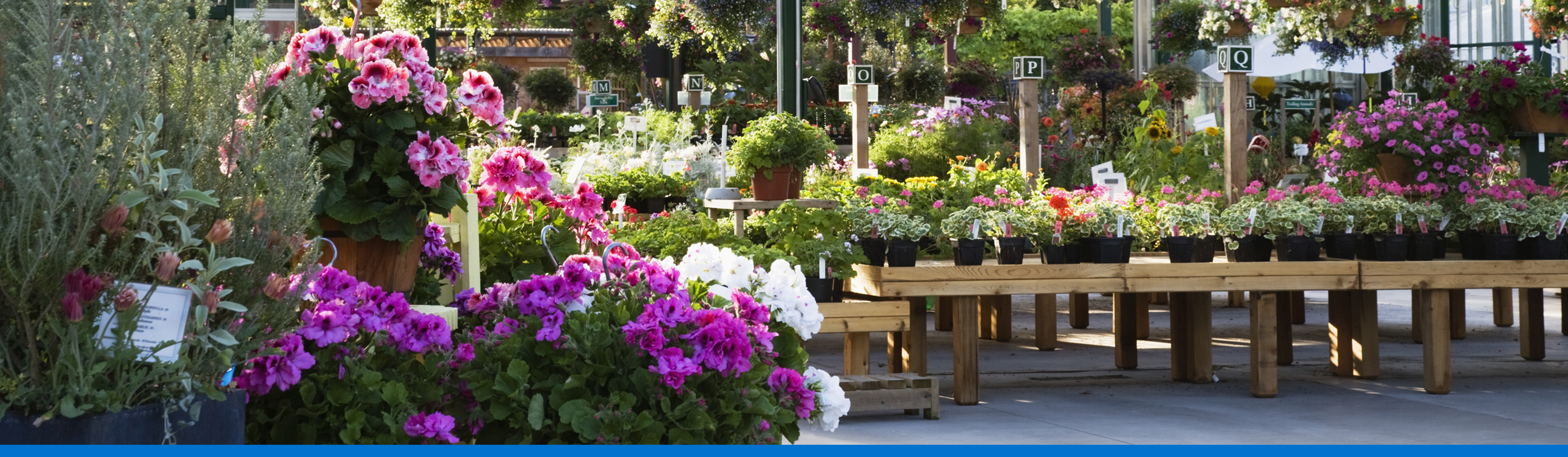 Plantas tipos y características