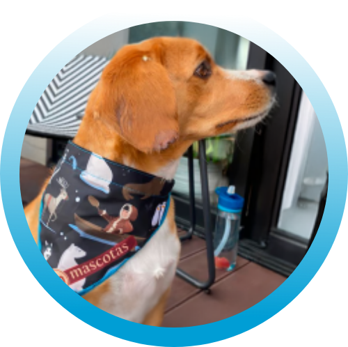 Ropa para perros y gatos