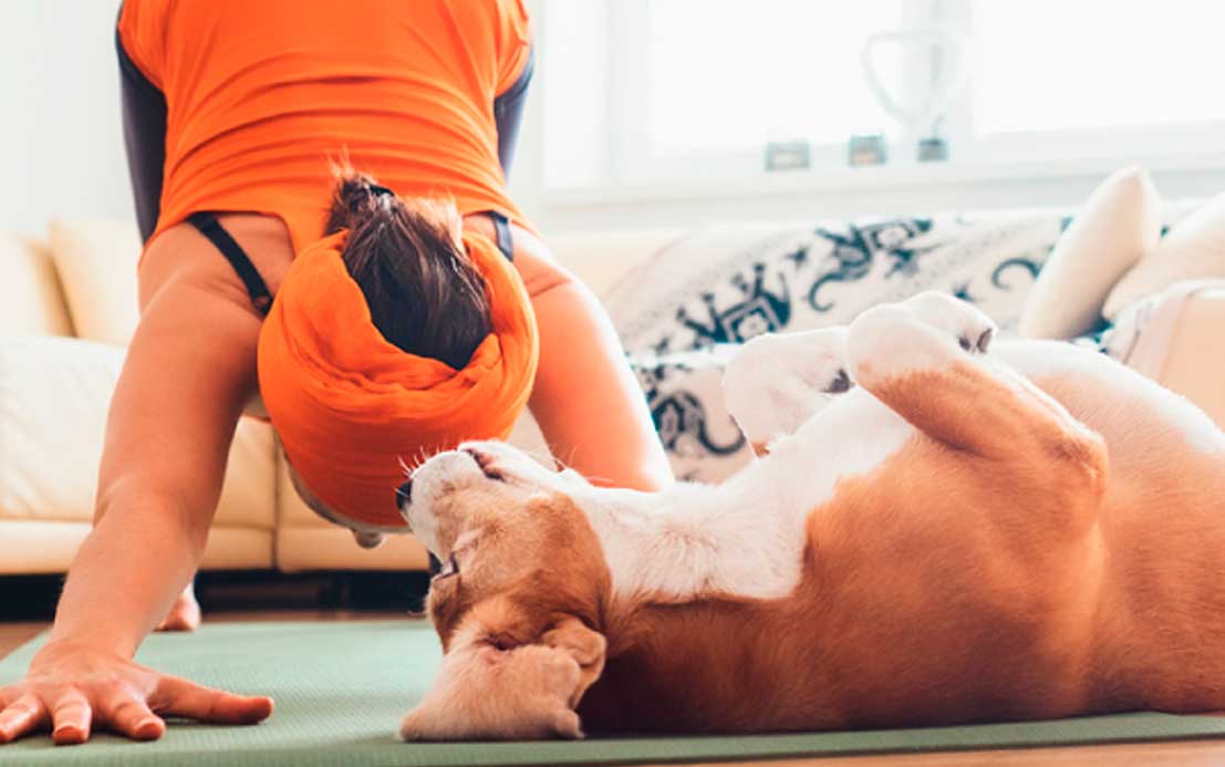 6 juegos caseros para perros: mantén a tu peludito feliz y activo