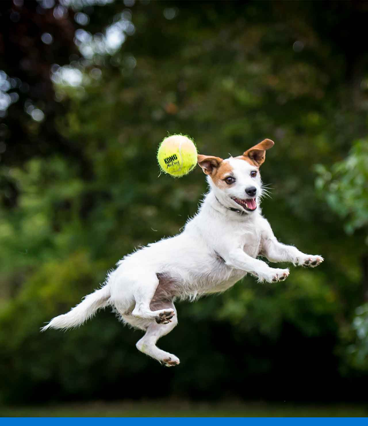 6 juegos caseros para perros: mantén a tu peludito feliz y activo
