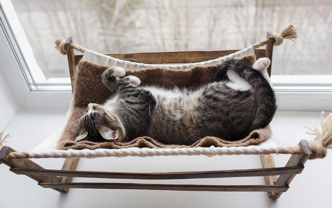▷ Las【 HAMACAS DE GATOS 】más cómodas para tu gato