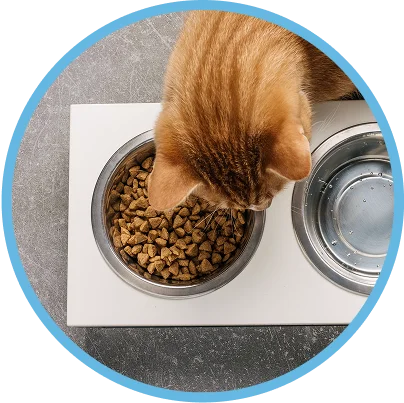 Ir a alimento para gatos del Especial Aire Libre