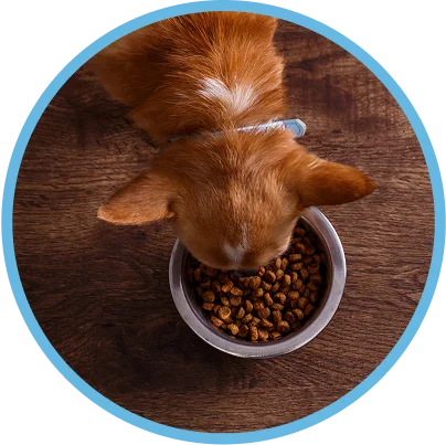 Ir a alimento para perros del Especial Aire Libre