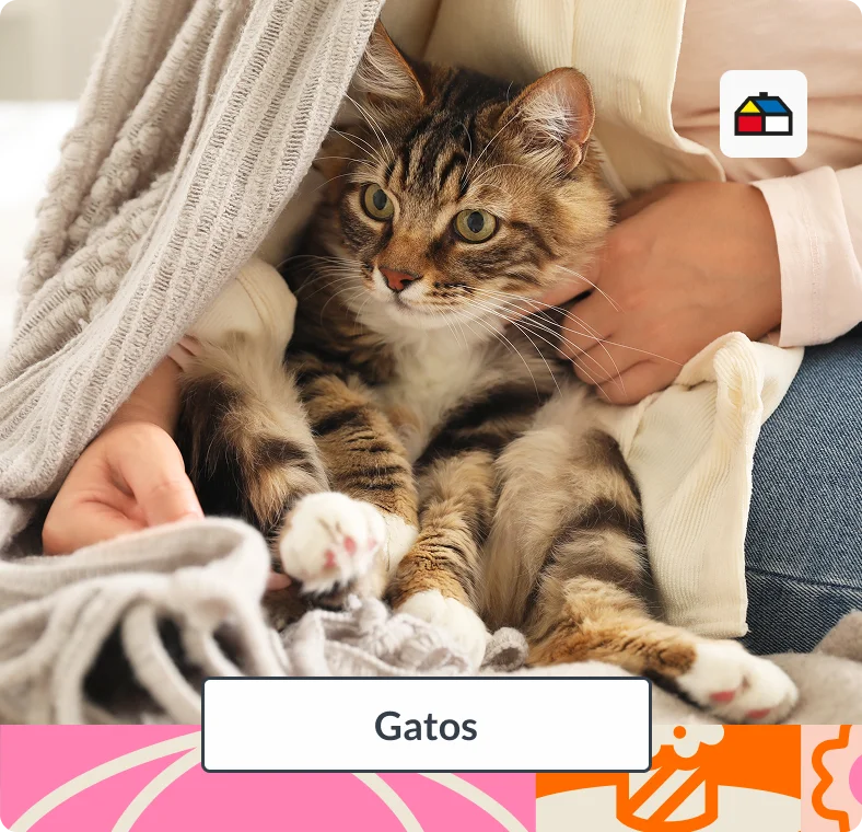 Ir a gatos del Especial Aire Libre