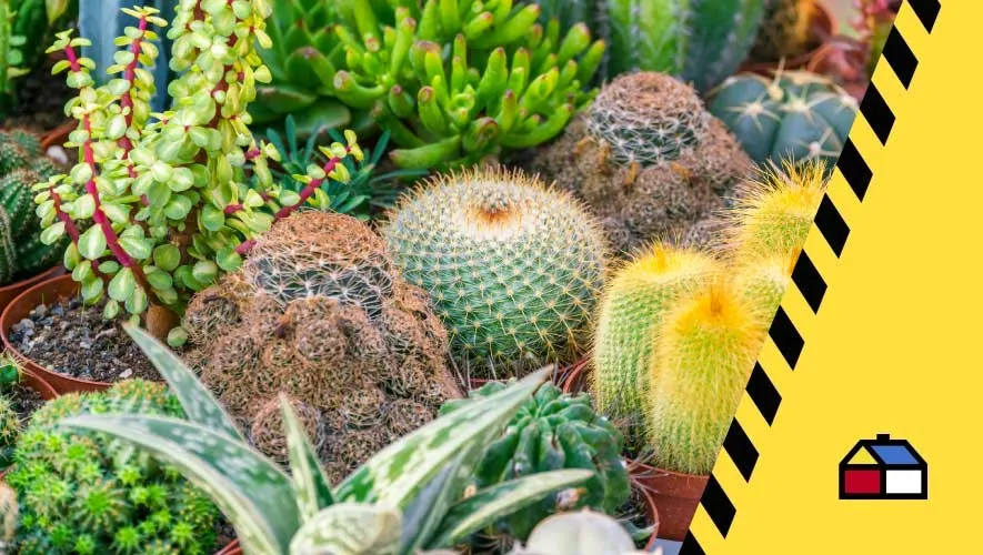 Te contamos qué son los jardines xerófilos