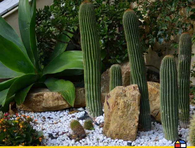 Cactus, una planta muy usada para jardines xerófilos