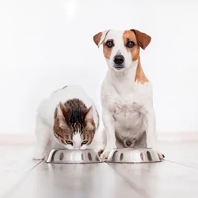 Alimentos para Mascotas