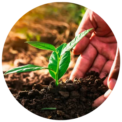 Sementes e Fertilizantes