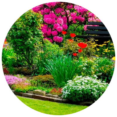 Plantas